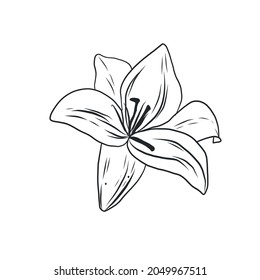 Graphic line drawing of a lily. Flower. Bud. Sketch of a tattoo.