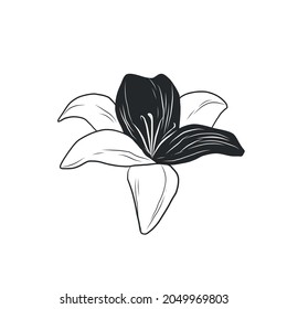Graphic line drawing of a lily. Flower. Bud. Sketch of a tattoo.