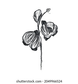 Graphic linear drawing of flower. Bud. Sketch of a tattoo.
