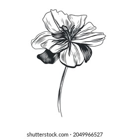 Graphic linear drawing of flower. Bud. Sketch of a tattoo.