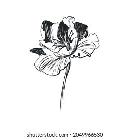Graphic linear drawing of flower. Bud. Sketch of a tattoo.