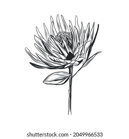 Graphic linear drawing of flower. Bud. Sketch of a tattoo.