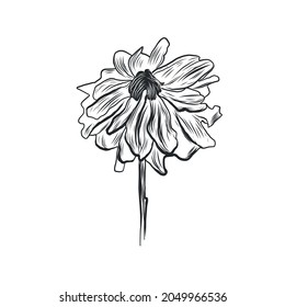 Graphic linear drawing of flower. Bud. Sketch of a tattoo.