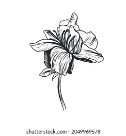 Graphic linear drawing of flower. Bud. Sketch of a tattoo.