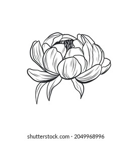 Graphic linear drawing of a peony. Flower. Bud. Sketch of a tattoo.