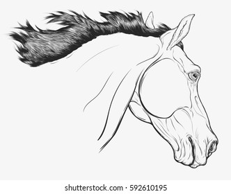Graphic linear portrait of Tersk horse, design element for equestrian club. Head of stallion with mane fluttering on wind. Vector illustration drawn by hand, isolated on a light gray background.