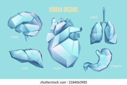 graphic of low poly human organs set for infographics or education