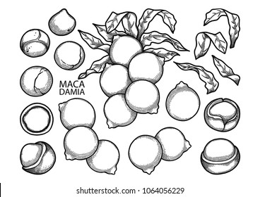 Graphic macadamia nuts collection isolated on white background. Herbal medicine. Coloring book page for adults and kids