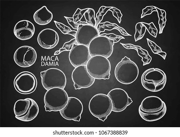 Graphic macadamia nuts collection isolated on the chalkboard background. Herbal medicine