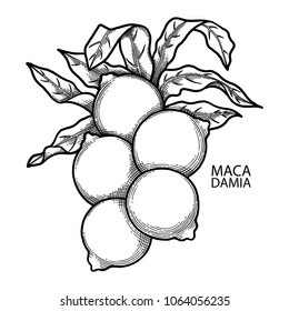 Graphic macadamia nuts on the branch isolated on white background. Herbal medicine. Coloring book page for adults and kids