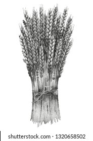 Graphic malt bunch drawn in stippling technique Vector design with cereals