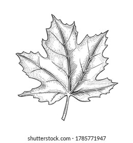 Graphic Maple Leave Line Art Vector