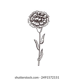 Graphic minimalist illustration of Carnation.. Vector illustration. Manual graphics. 