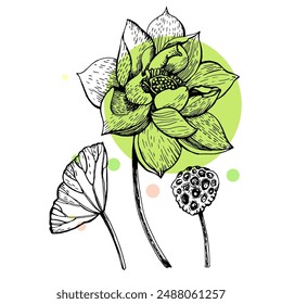 Graphic minimalistic print with lotus. Vector illustration. Manual graphics. 
