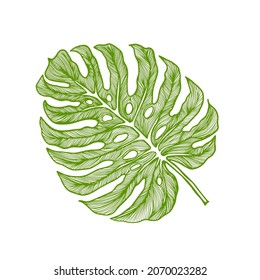 Graphic monstera leaf. Beautiful hand drawn exotic plants. Vector illustration