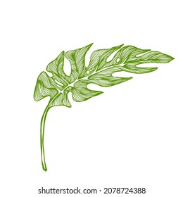 Graphic monstera leaf. Beautiful hand drawn exotic plants. Vector illustration