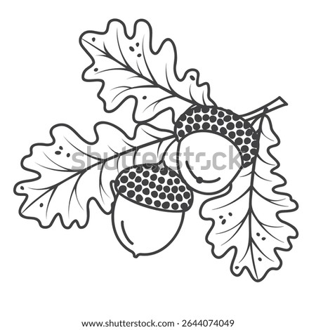 Graphic oak branсh with acorns and leaves. Linear art botanical design for printing on fabric and paper. Black outline on white background. Vector natural object for use in card, banner,pattern.