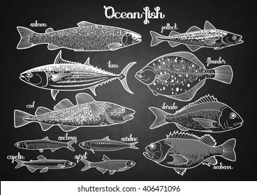 Graphic ocean fish collection drawn in line art style for seafood menu. Sea and ocean creatures isolated on chalkboard