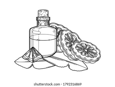 Graphic oil bottle surrounded by bergamot fruits and leaves. Vector botanical design isolated on white background