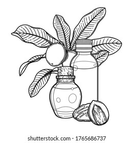 Graphic oil bottles surrounded by shea plants. Vector botanical design isolated on white background