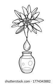Graphic oil drop dripping from the edelweiss plant inside the glass bottle. Vector botanical design isolated on white background
