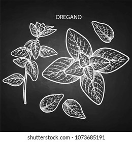 Graphic oregano set isolated on the chalkboard background. Natural vector spices