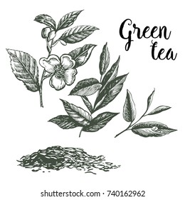 Graphic pattern of Green Tea. Hand drawing. 