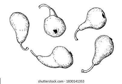 Grafische Birnen-Set. Line Art. Weißer Hintergrund, isoliert. Stockillustration.