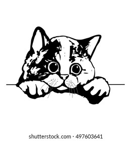 Graphic picture of a cute kitty. The head of a cat on white background, vector illustration