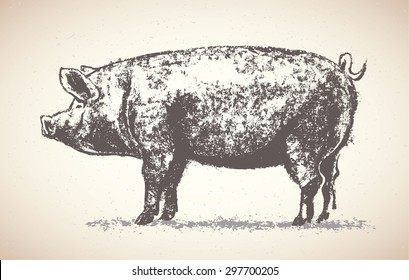 Graphic pig, hand drawing illustration.