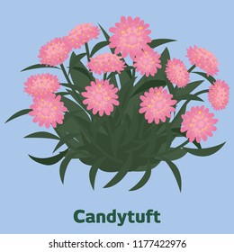 The graphic of pink flowers.