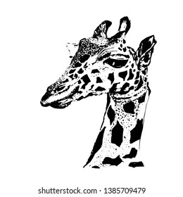 graphic portrait of a giraffe vector sketch