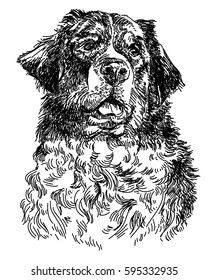 Graphic portrait of swiss bernese dog ,big black dog swiss mountain dog, hand drawing illustration. Vector isolated on a white background.