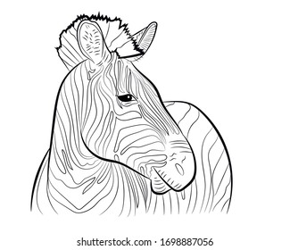 Graphic portrait of a zebra in profile in isolate on a white background. Vector illustration.