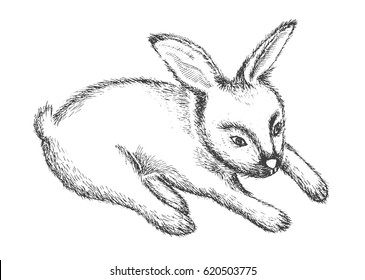 Graphic Rabbit Vector illustration