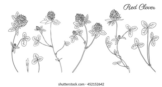 Graphic red clover, shamrock wild field flower isolated on white, botanical hand drawn engraved vector illustration for design package tea, cosmetic, medicine, greeting card, wedding invitation, web