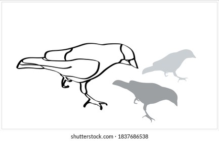 Graphic representation of a bird-crow.