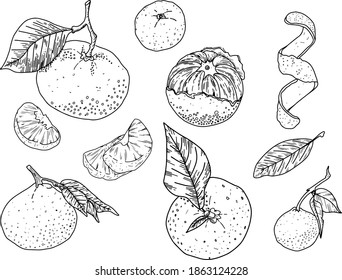 Graphic representation of citrus fruits. Vector. A linear pattern.

