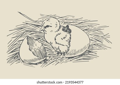 Graphic representation of a hatched chick