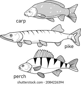 Graphic river fish collection (set) black and white in line art style. Carp, pike, perch isolated on white background.