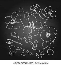 Graphic sakura collection of flower, branches and petals. Traditional symbol of spring in Japan. Vector floral design isolated on the chalkboard