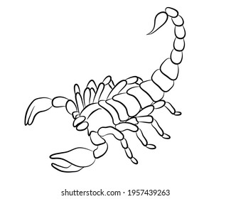 Graphic scorpion isolated on white background, vector illustration for tattoo and print