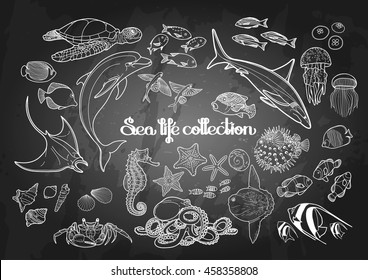 Graphic sea life collection. Vector ocean creatures isolated on chalkboard. Marine design in black and white colors