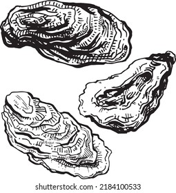 Graphic sea monochrome set of oysters. The vector isolated images for design, textiles, scrapbooking, invitations