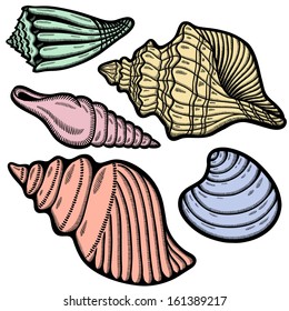 Graphic sea shells. Isolated objects on white background. Retro style.