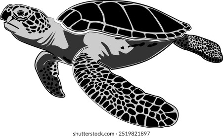 graphic sea turtle , vector illustration of sea turtle ,turtle design on a white background,icon