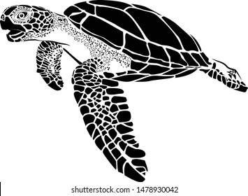 graphic sea turtle,vector illustration of sea turtle