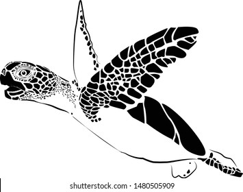 graphic sea turtle,vector illustration of sea turtle