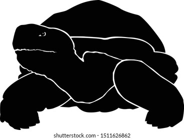 graphic sea turtle,vector illustration of sea turtle