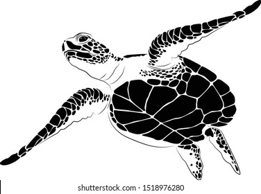 graphic sea turtle,vector illustration of sea turtle